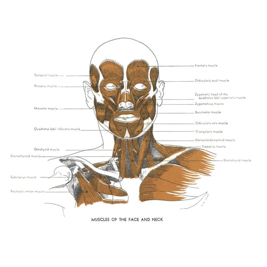 An Atlas of Anatomy for Artists: 189 Plates: Enlarged Revised Edition with 85 New Plates from Leonardo, Rubens, Michelangelo, Muybridge, Vesalius, Et Al.