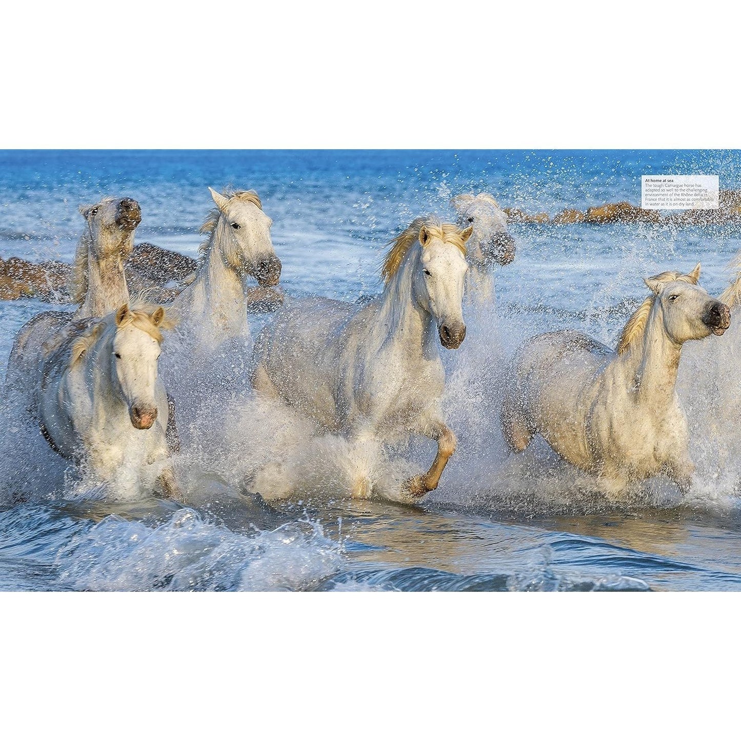 The Horse Encyclopedia (DK Pet Encyclopedias)
