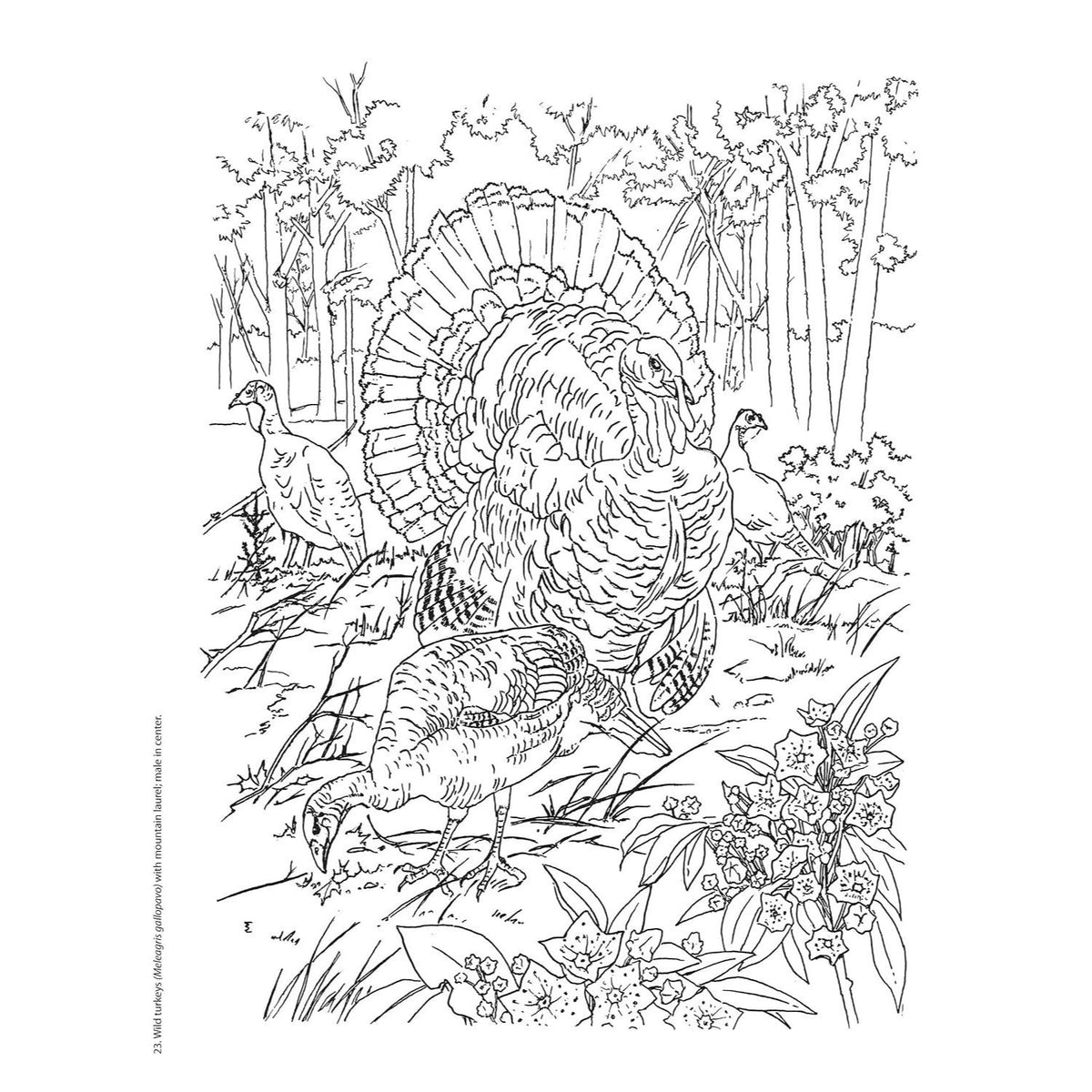 Creative Haven Beautiful Birds Coloring Book