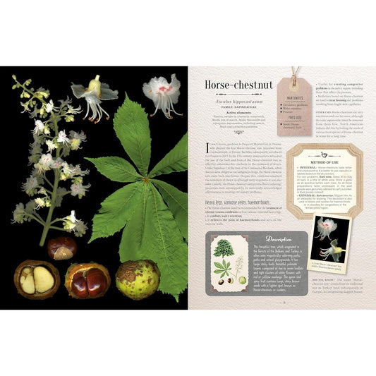 100 Plants That Heal: The Illustrated Herbarium of Medicinal Plants