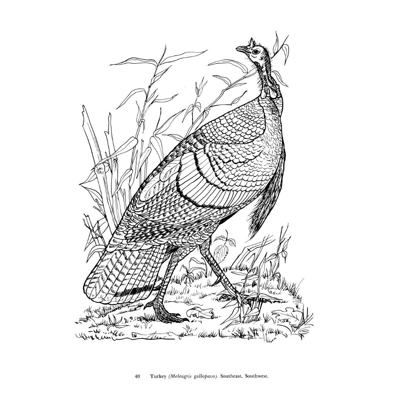 Audubon's Birds of America Coloring Book
