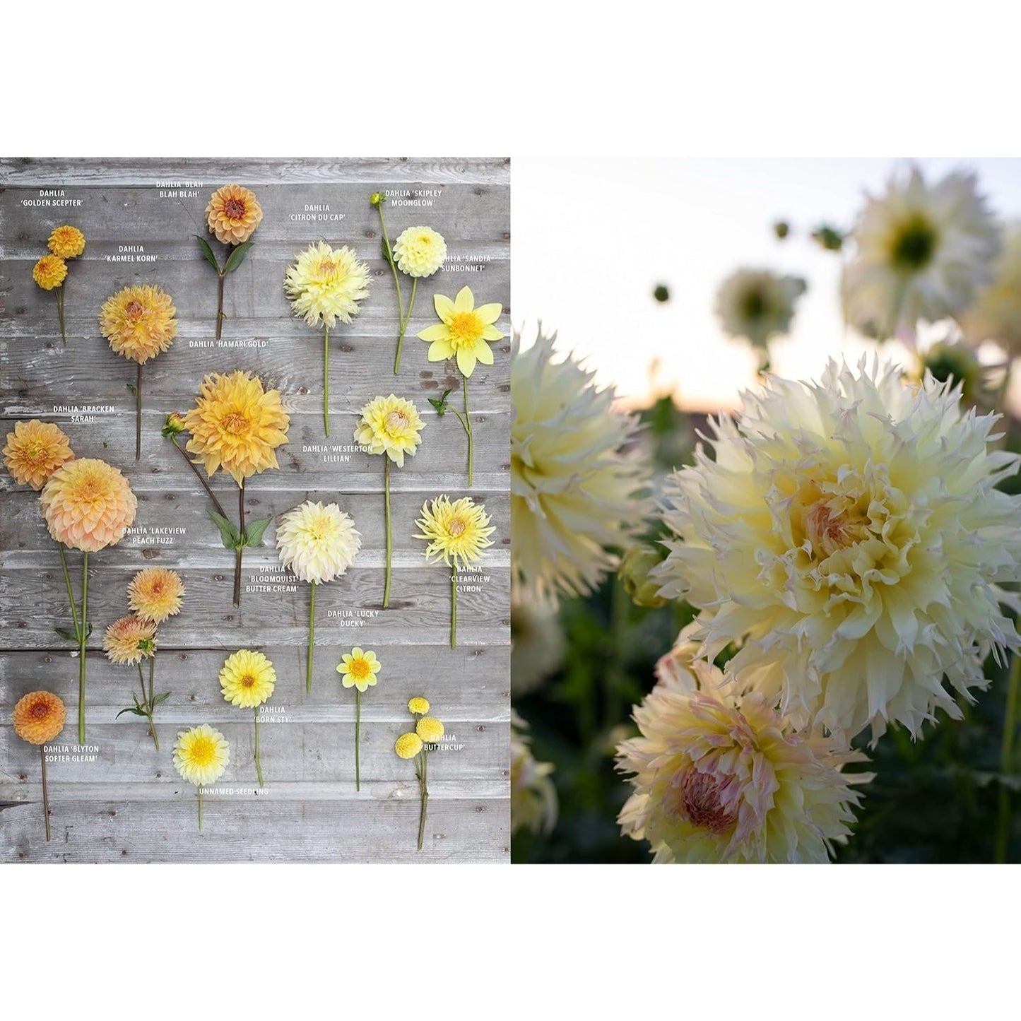 Floret Farm's Discovering Dahlias: A Guide to Growing and Arranging Magnificent Blooms