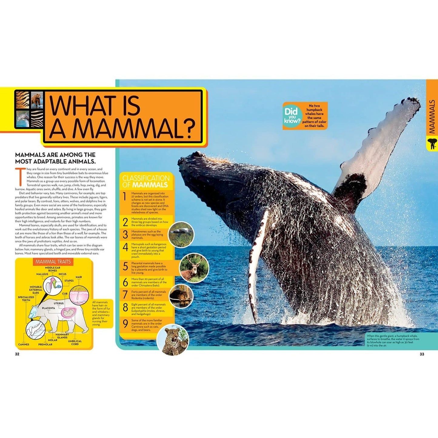 National Geographic Kids Animal Encyclopedia, 2nd Edition: 2,500 Animals with Photos, Maps, and More! (Spiral Bound)