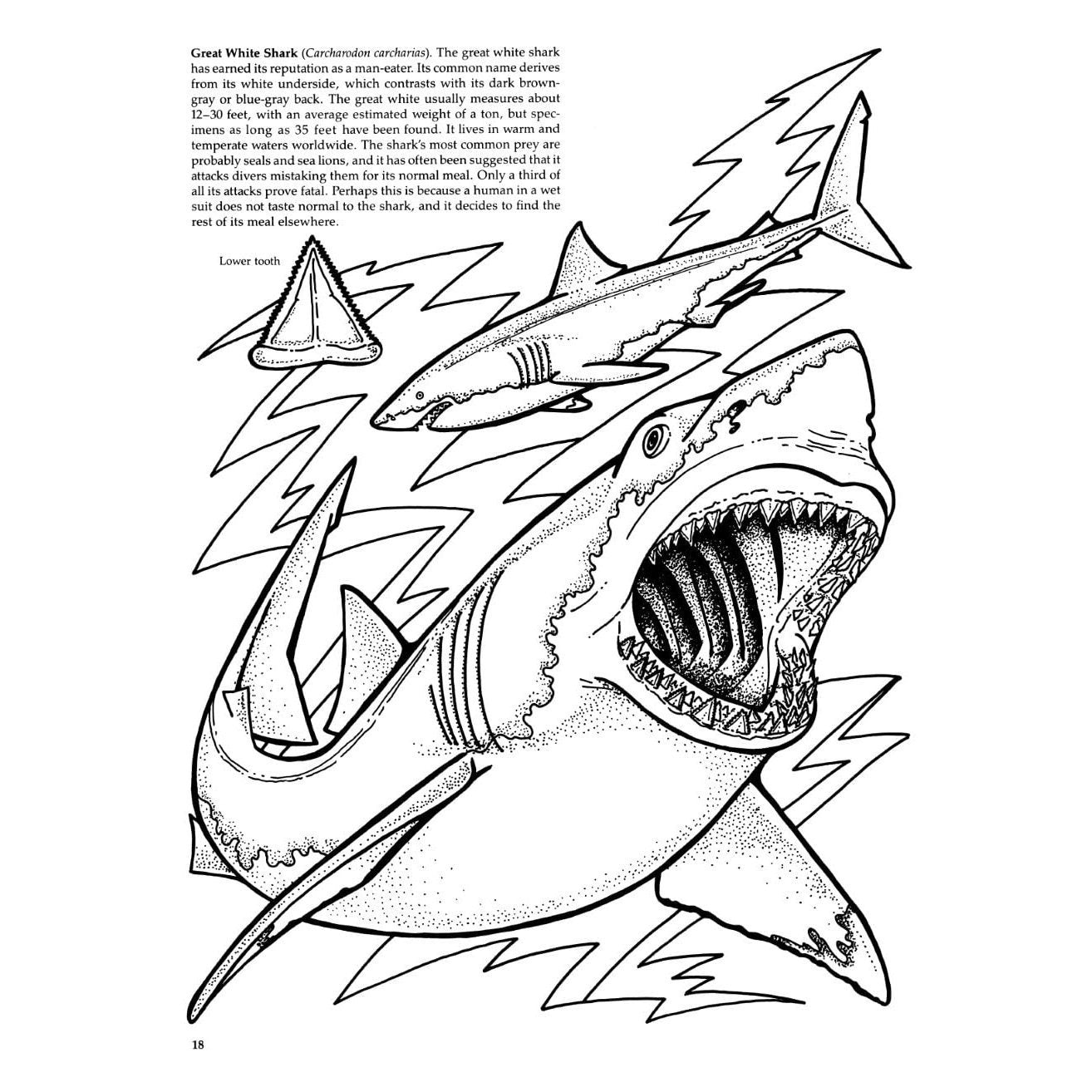 Sharks of the World Coloring Book