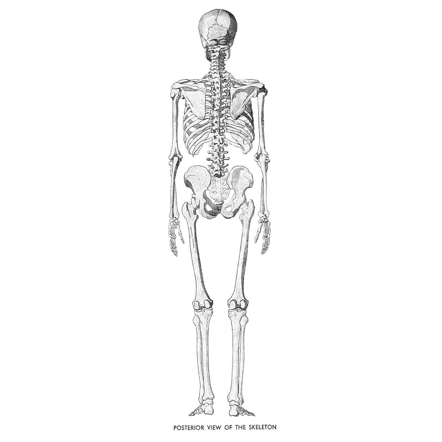 An Atlas of Anatomy for Artists: 189 Plates: Enlarged Revised Edition with 85 New Plates from Leonardo, Rubens, Michelangelo, Muybridge, Vesalius, Et Al.
