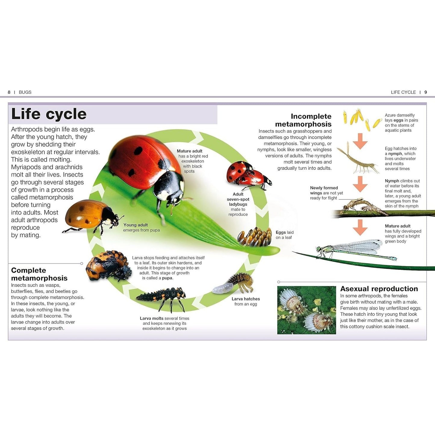 Pocket Genius Bugs: Facts at Your Fingertips (Pocket Genius) (Spiral Bound)
