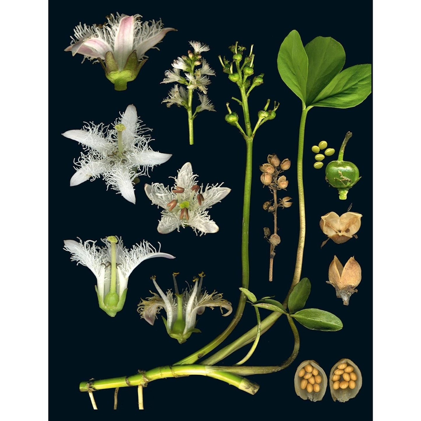 100 Plants That Heal: The Illustrated Herbarium of Medicinal Plants