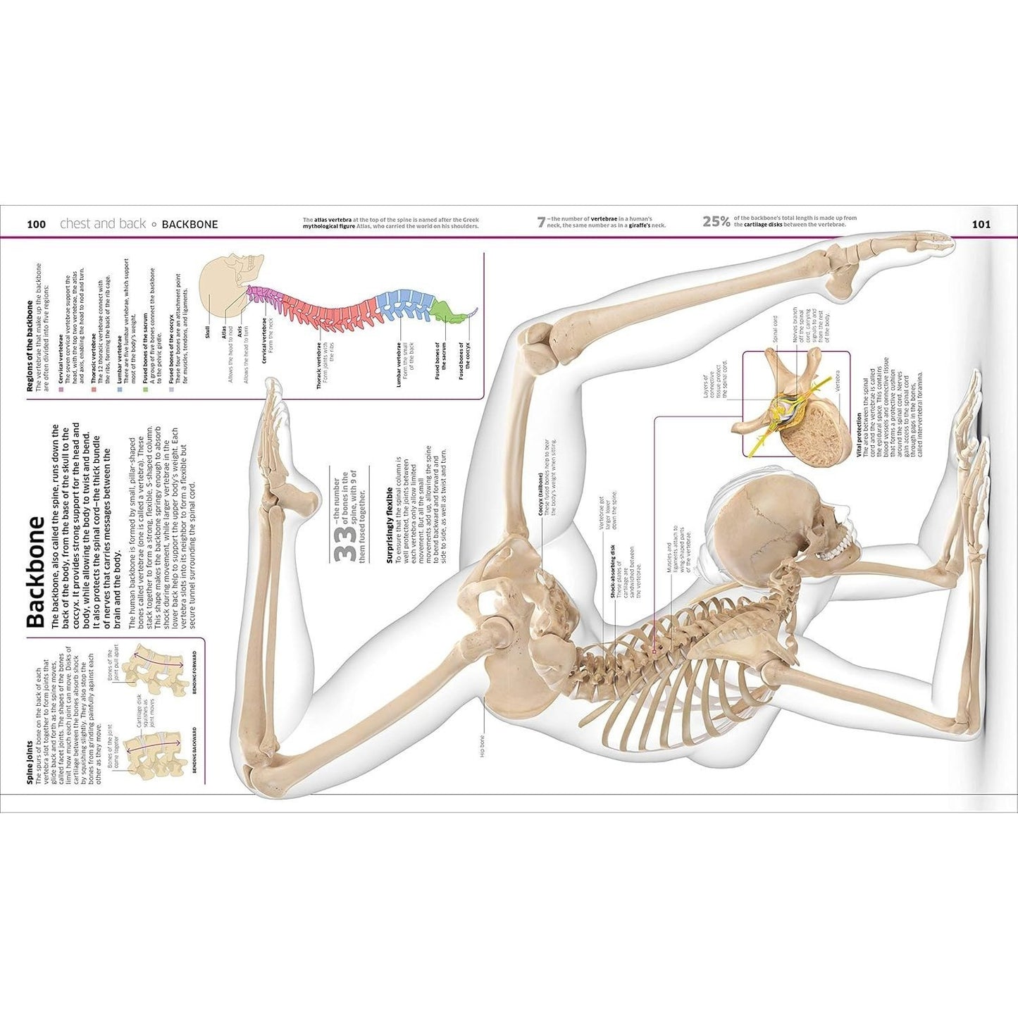 Knowledge Encyclopedia Human Body!