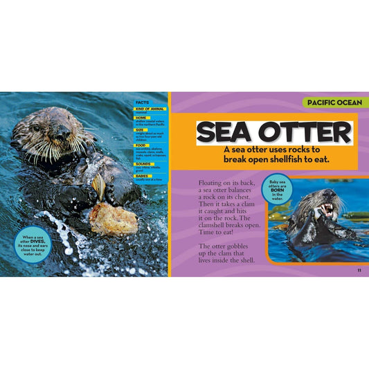 National Geographic Little Kids First Big Book of the Ocean (National Geographic Little Kids First Big Books) (Spiral Bound)