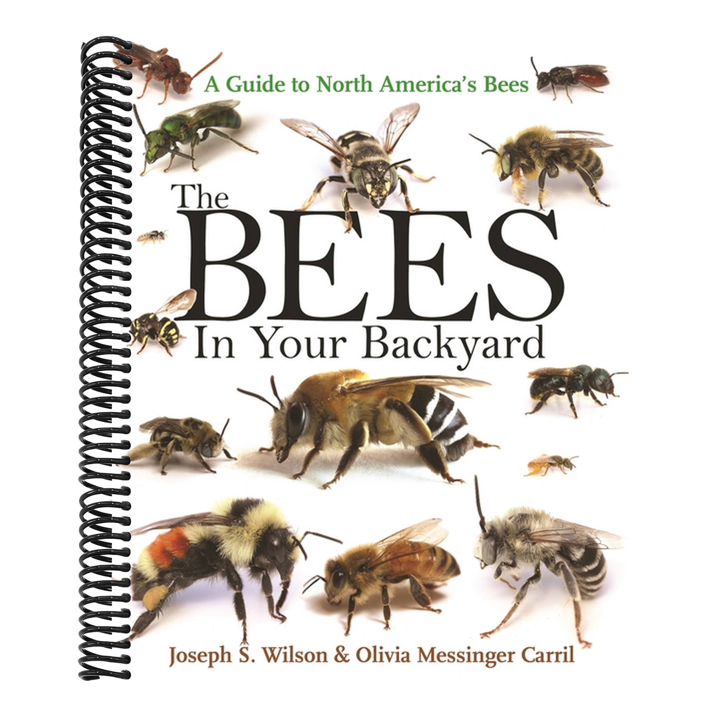 The Bees in Your Backyard: A Guide to North America's Bees