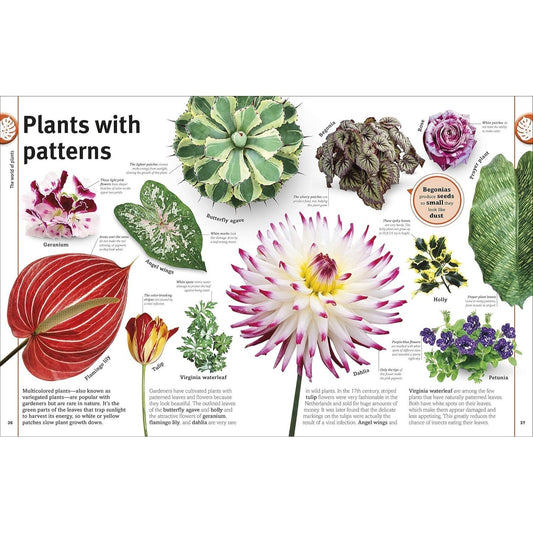 Trees, Leaves, Flowers and Seeds: A Visual Encyclopedia of the Plant Kingdom (DK Our World in Pictures) (Spiral Bound)