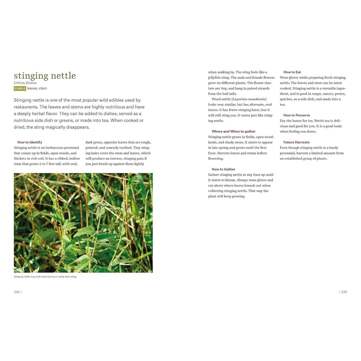 Southeast Foraging: 120 Wild and Flavorful Edibles from Angelica to Wild Plums (Regional Foraging) (Spiral Bound)