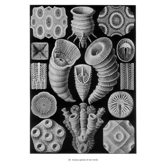 Art Forms in Nature (Revised)