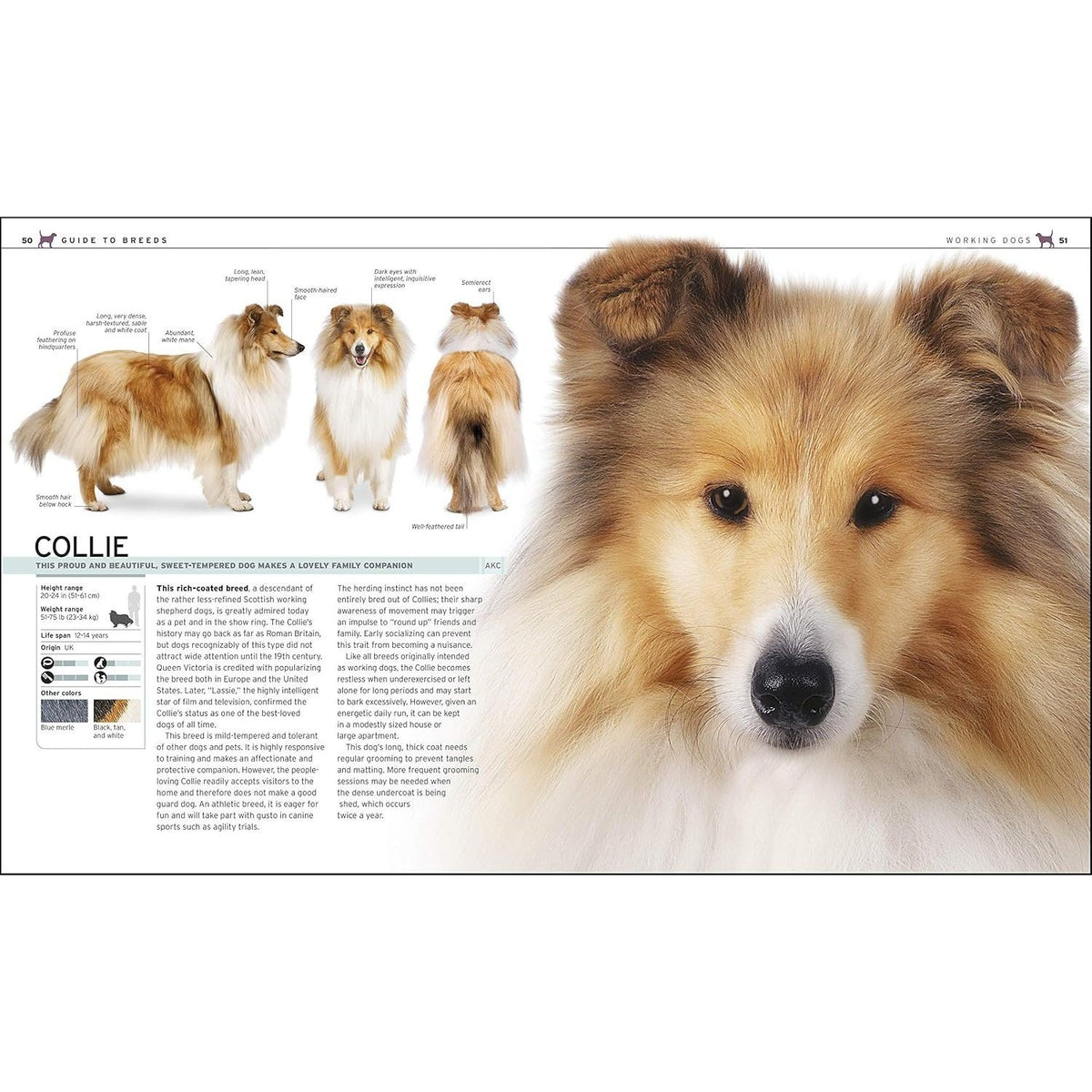 The Complete Dog Breed Book, New Edition (Previously Published as Top Dog) (DK Definitive Pet Breed Guides) (Spiral Bound)