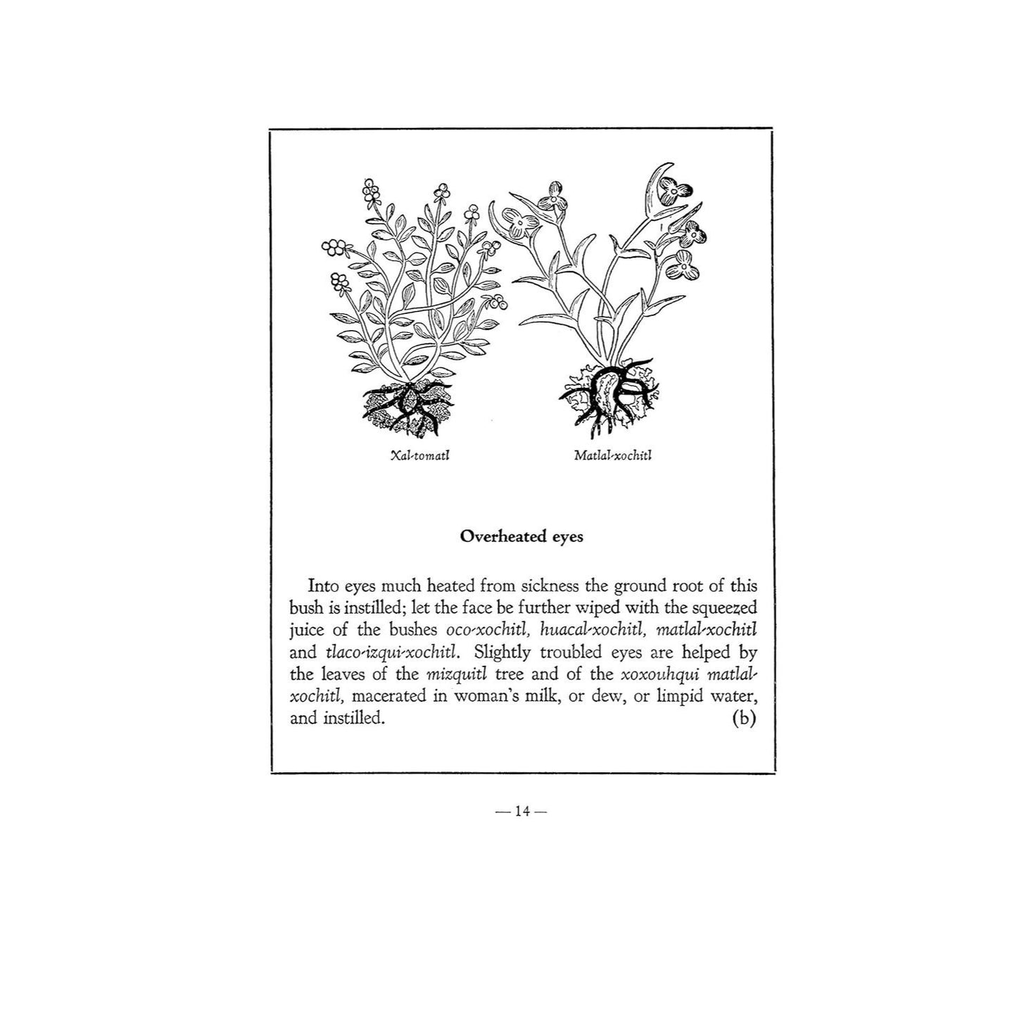 An Aztec Herbal: The Classic Codex of 1552