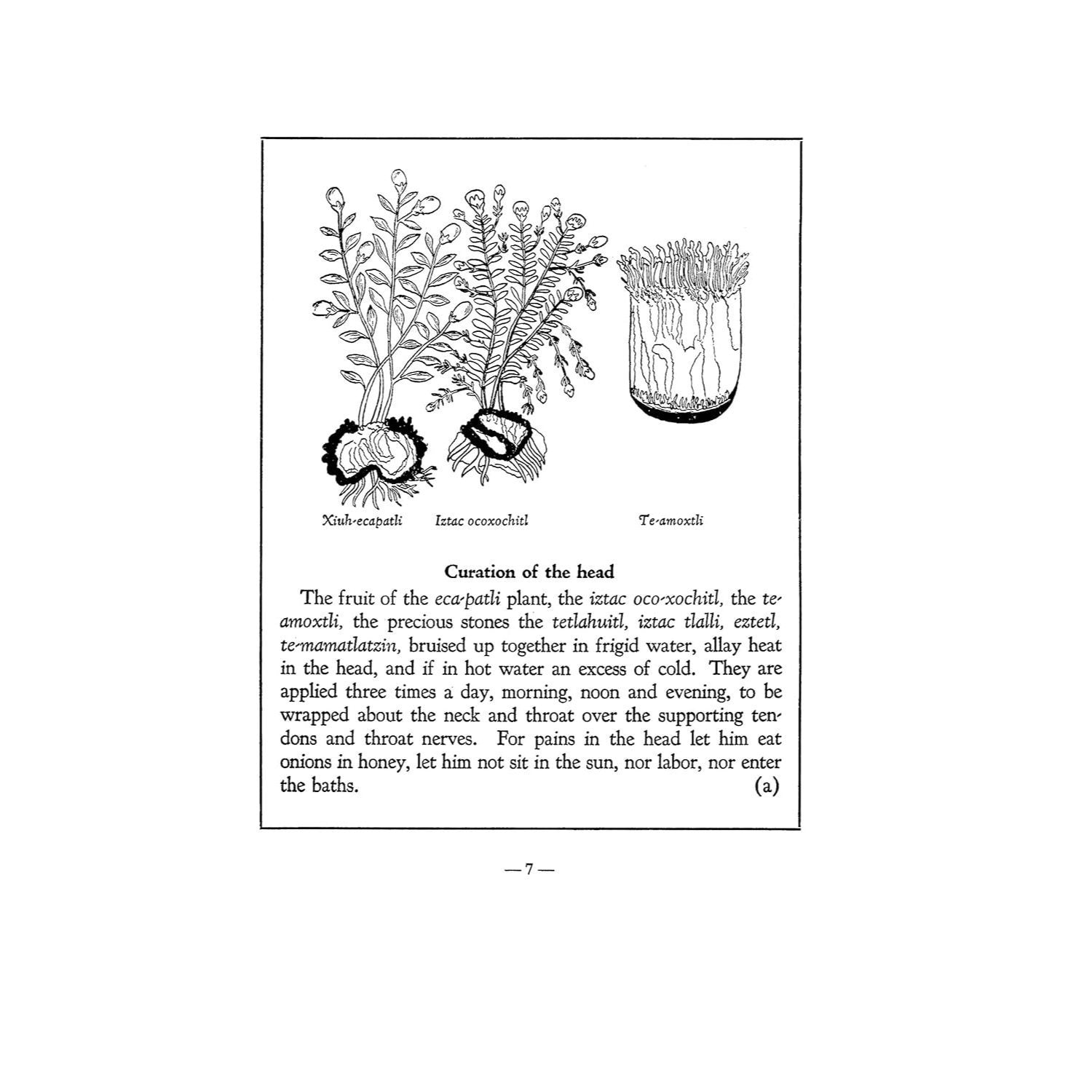 An Aztec Herbal: The Classic Codex of 1552