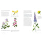Wildflower Watercolor: The Beginner's Guide to Painting Beautiful Florals