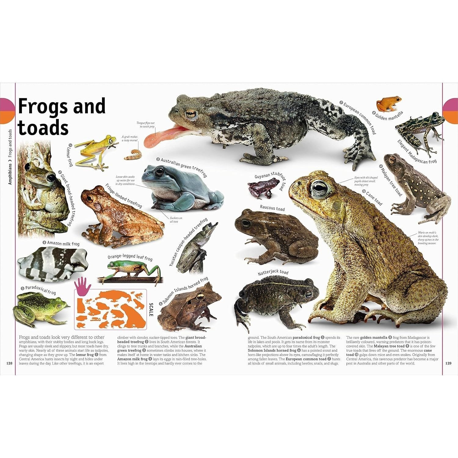 The Animal Book: A Visual Encyclopedia of Life on Earth (Spiral Bound)