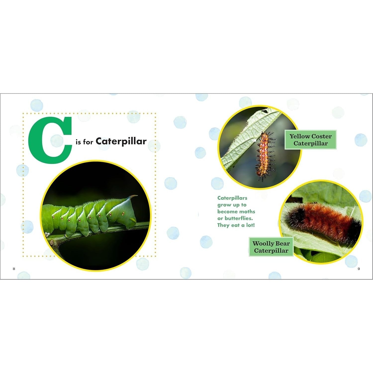ABC Bug Book for Kids (Spiral Bound)