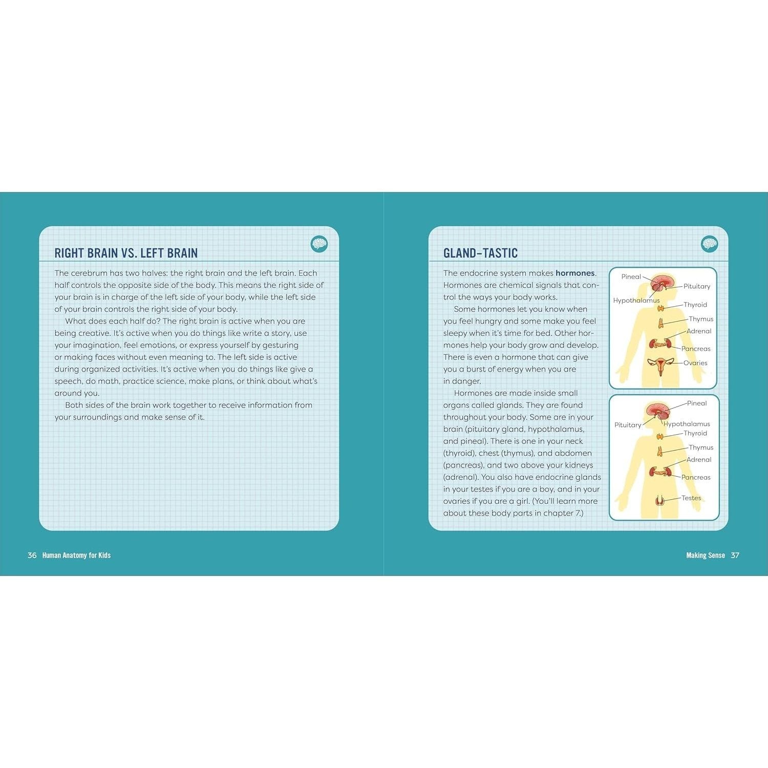 Human Anatomy for Kids: A Junior Scientist's Guide to How We Move, Breathe, and Grow