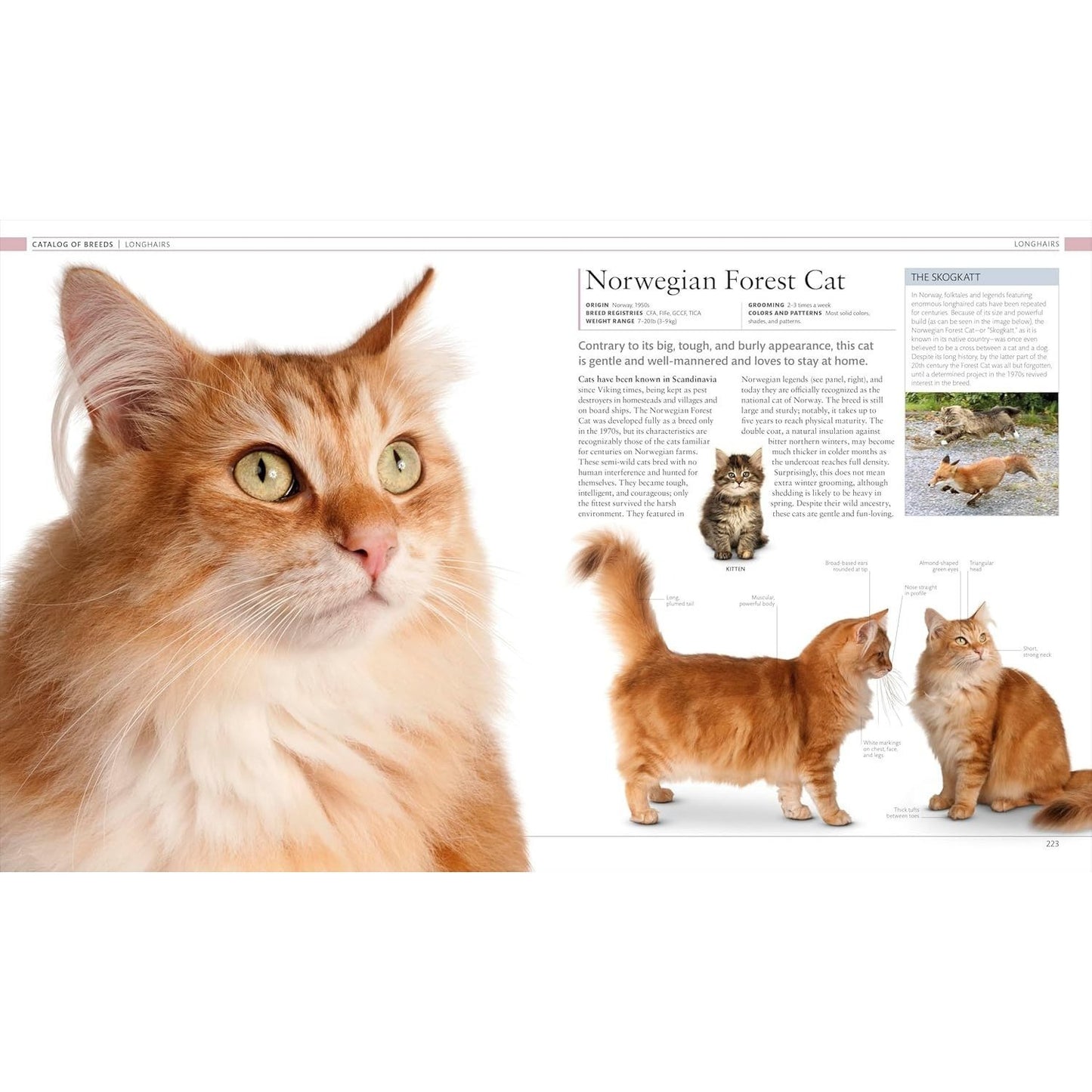 The Cat Encyclopedia: The Definitive Visual Guide (DK Pet Encyclopedias) (Spiral Bound)