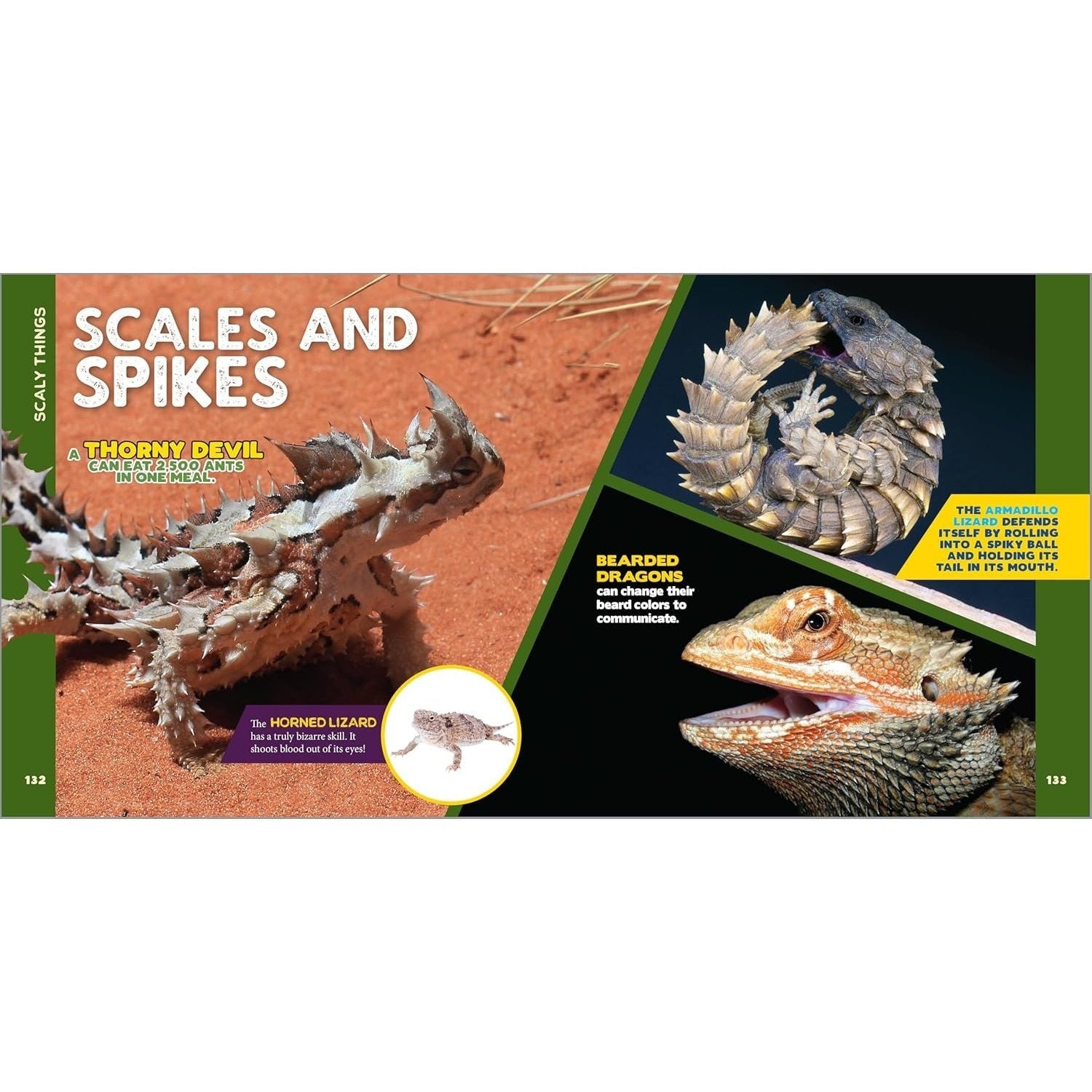 The Fascinating Animal Book for Kids: 500 Wild Facts! (Spiral Bound)