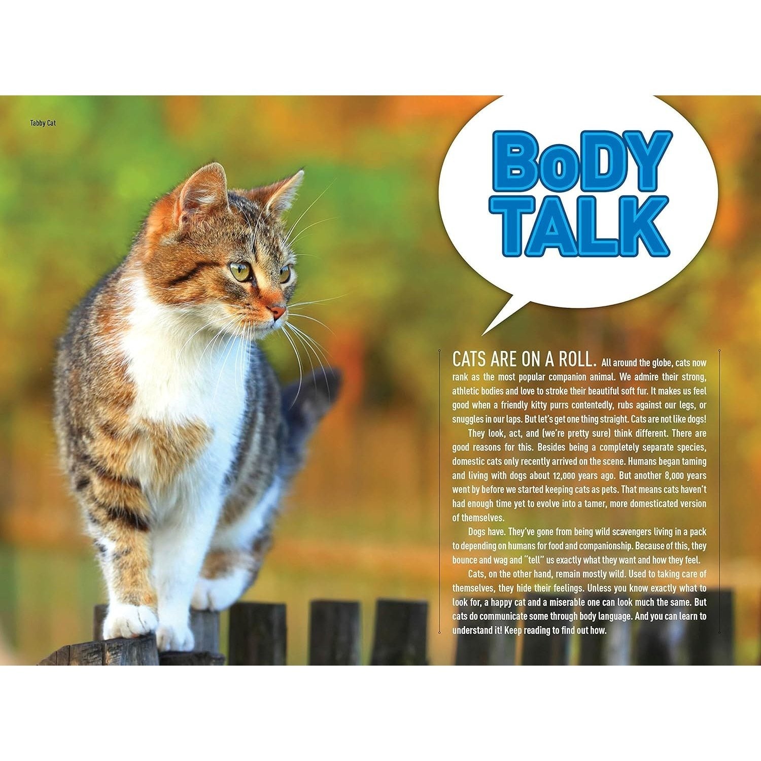 How to Speak Cat: A Guide to Decoding Cat Language (Ngk How to Speak Animal) (Spiral Bound)