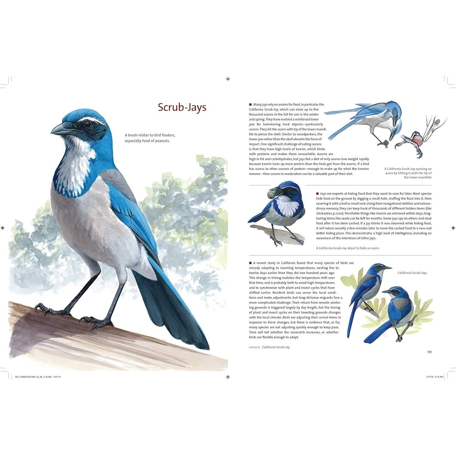 What It's Like to Be a Bird: From Flying to Nesting, Eating to Singing--What Birds Are Doing, and Why (Spiral Bound)