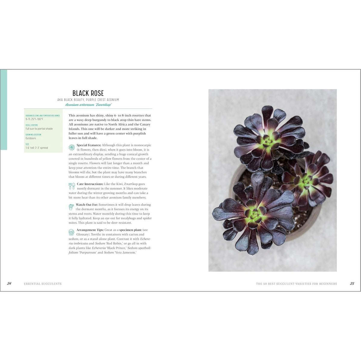 Essential Succulents: The Beginner's Guide