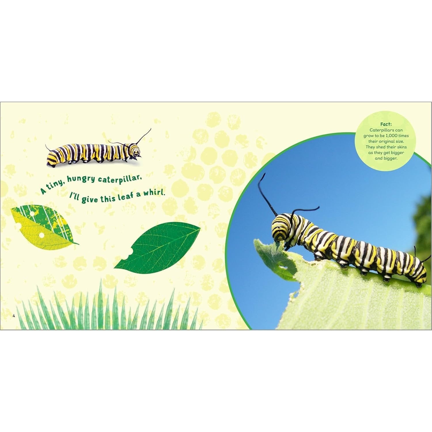 The Backyard Bug Book for Kids: Storybook, Insect Facts, and Activities (Let's Learn about Bugs and Animals) (Spiral Bound)