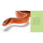 Reptiles for Kids: A Junior Scientist's Guide to Lizards, Amphibians, and Cold-Blooded Creatures