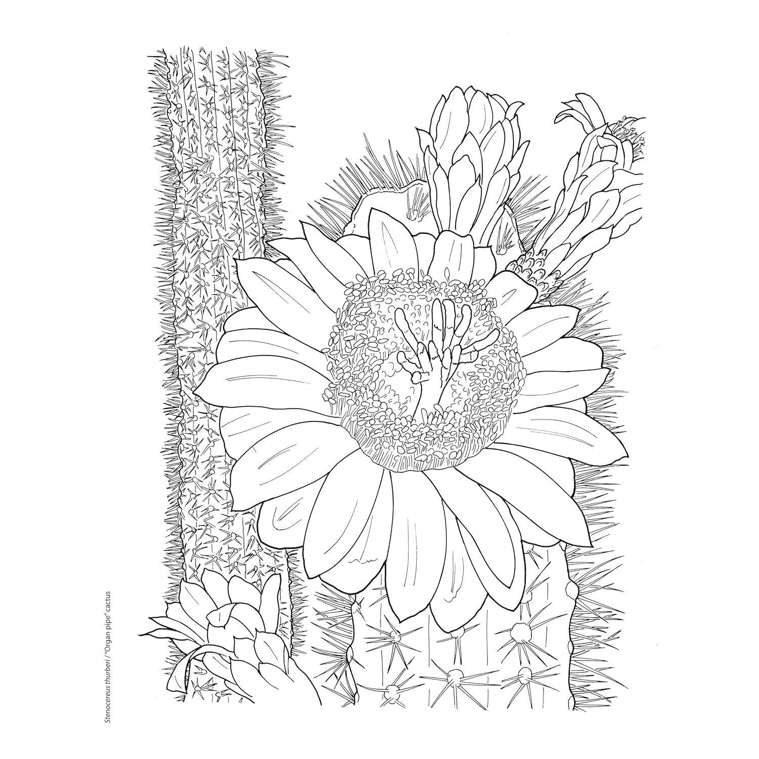 Creative Haven Desert Blooms Coloring Book