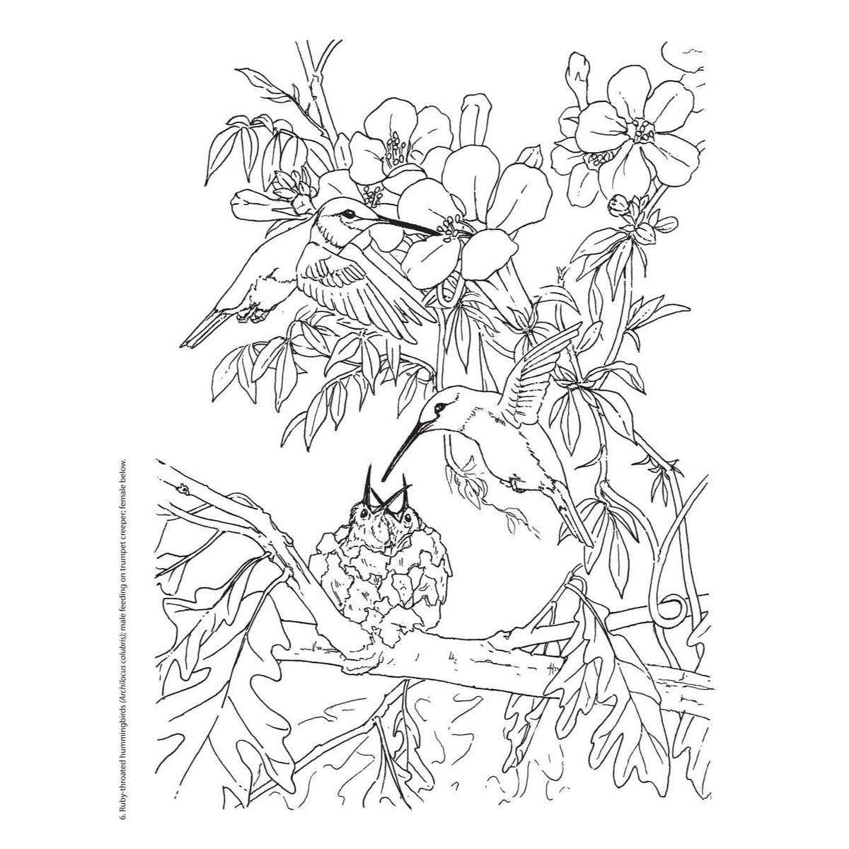 Creative Haven Beautiful Birds Coloring Book