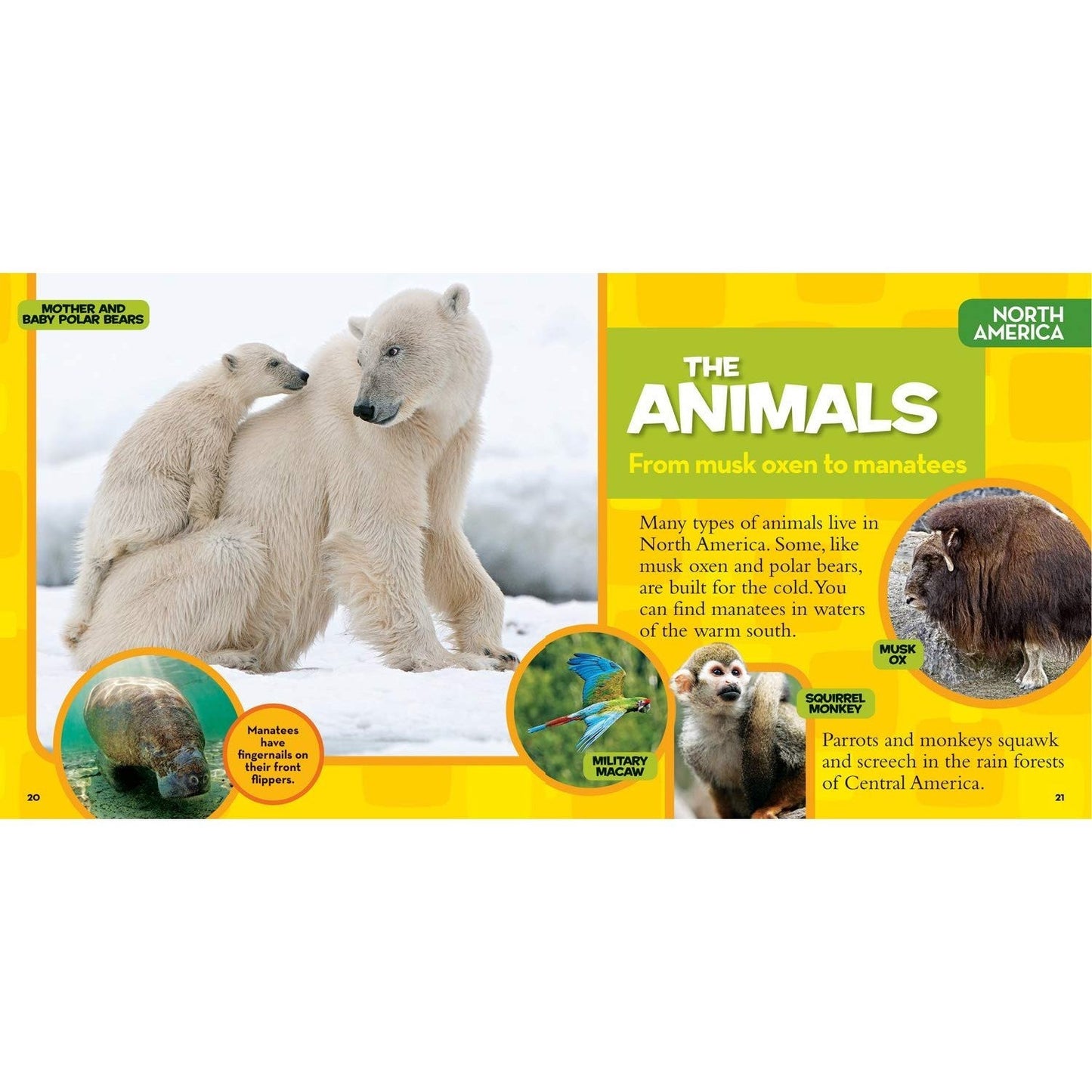 National Geographic Little Kids First Big Book of the World (National Geographic Little Kids First Big Books) (Spiral Bound)