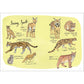 Wildlife Anatomy: The Curious Lives & Features of Wild Animals Around the World