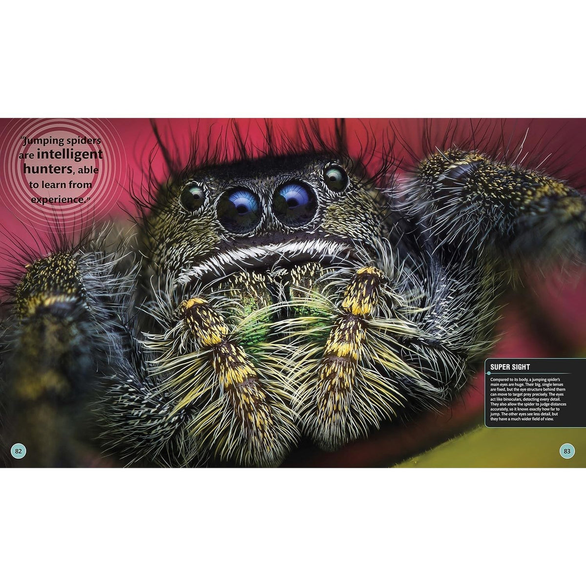 Super Bug Encyclopedia: The Biggest, Fastest, Deadliest Creepy-Crawlers on the Planet (DK Super Nature Encyclopedias) (Spiral Bound)