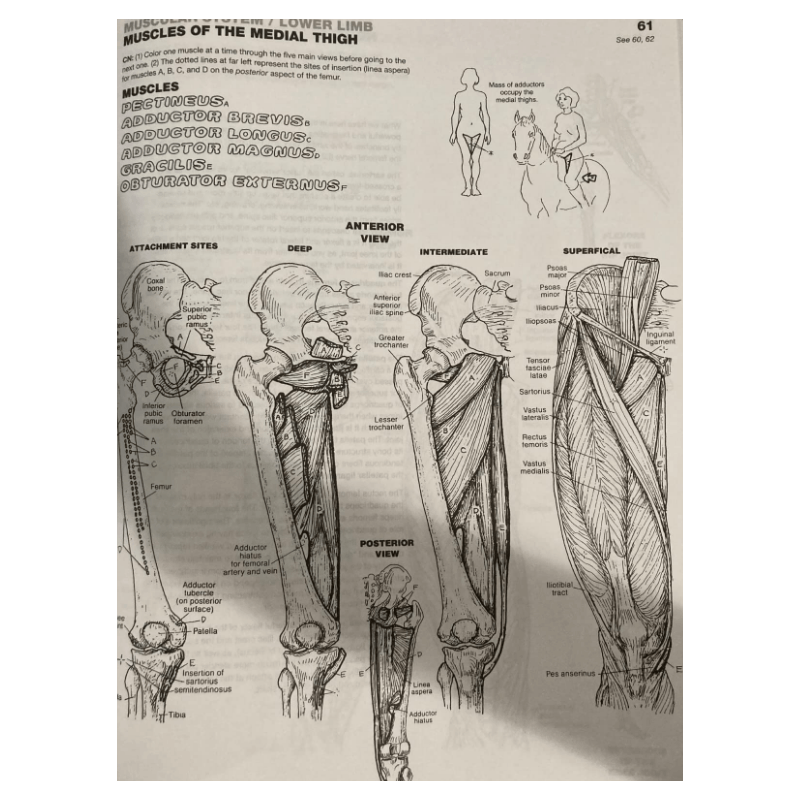 The Anatomy Coloring Book