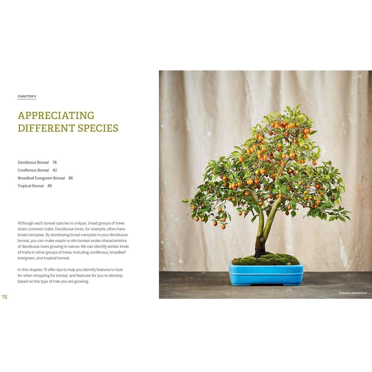 The Little Book of Bonsai: An Easy Guide to Caring for Your Bonsai Tree