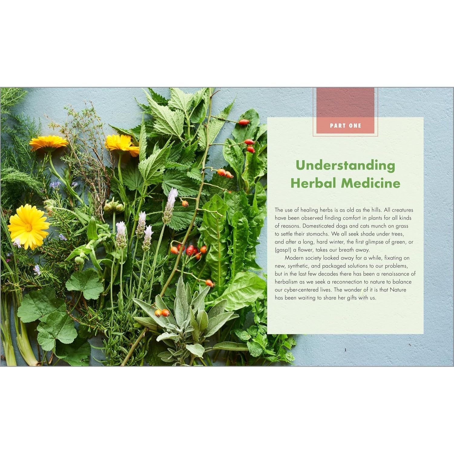 The Big Book of Herbal Medicine: 300 Natural Remedies for Health and Wellness (Spiral Bound)