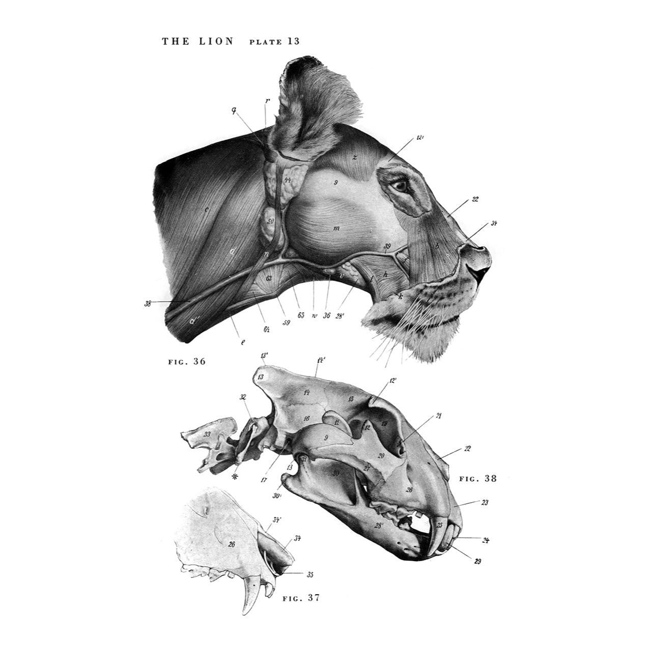An Atlas of Animal Anatomy for Artists