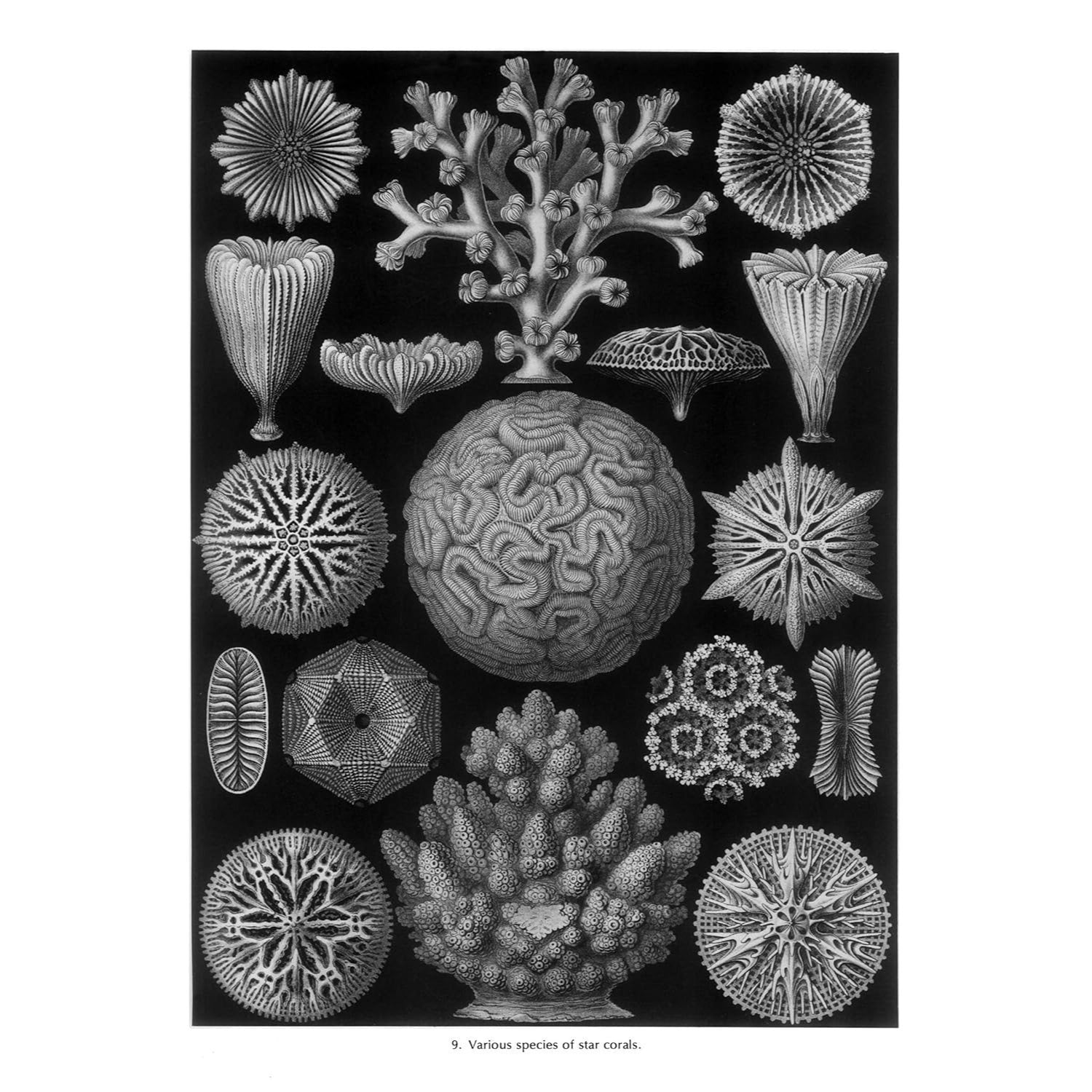 Art Forms in Nature (Revised)