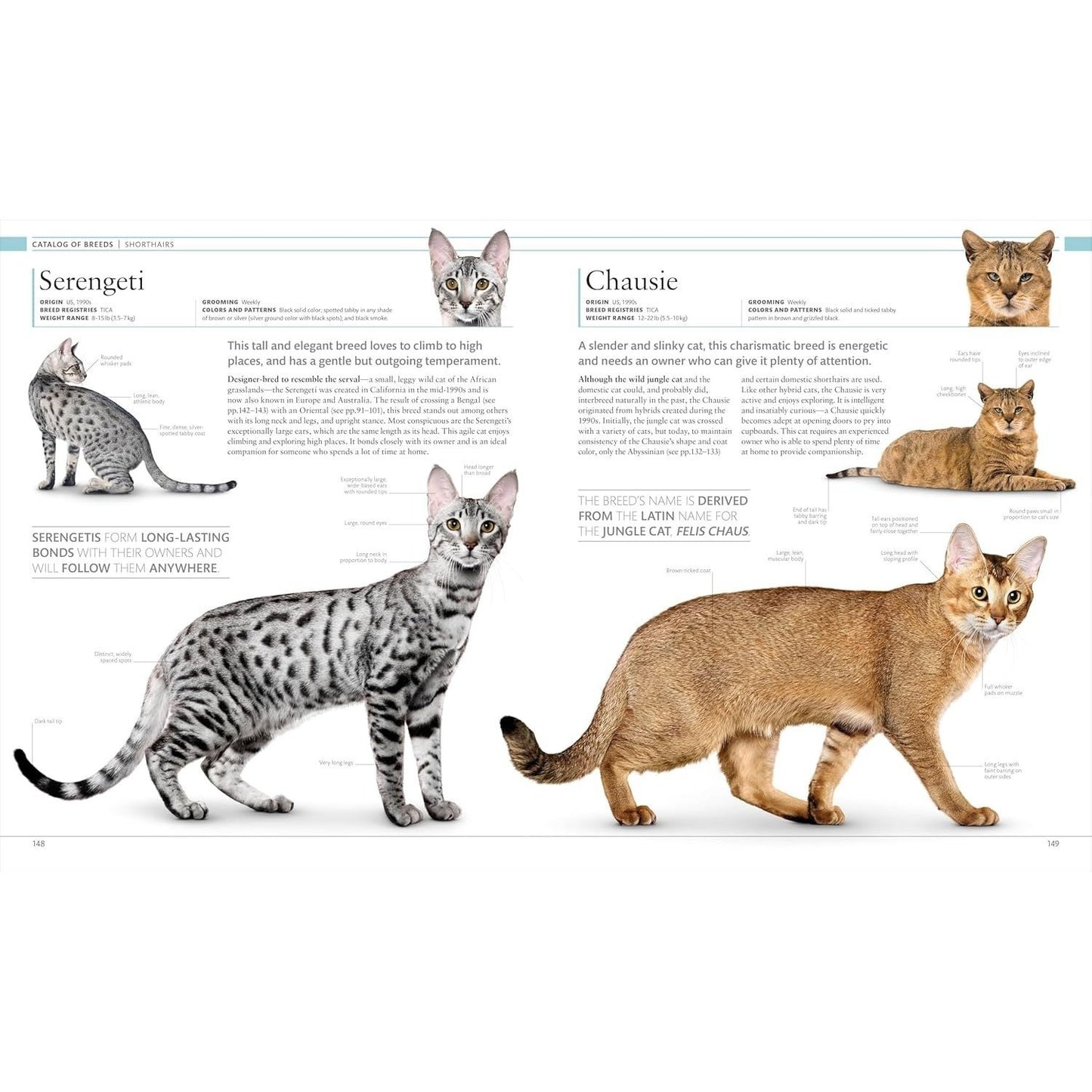 The Cat Encyclopedia: The Definitive Visual Guide (DK Pet Encyclopedias) (Spiral Bound)