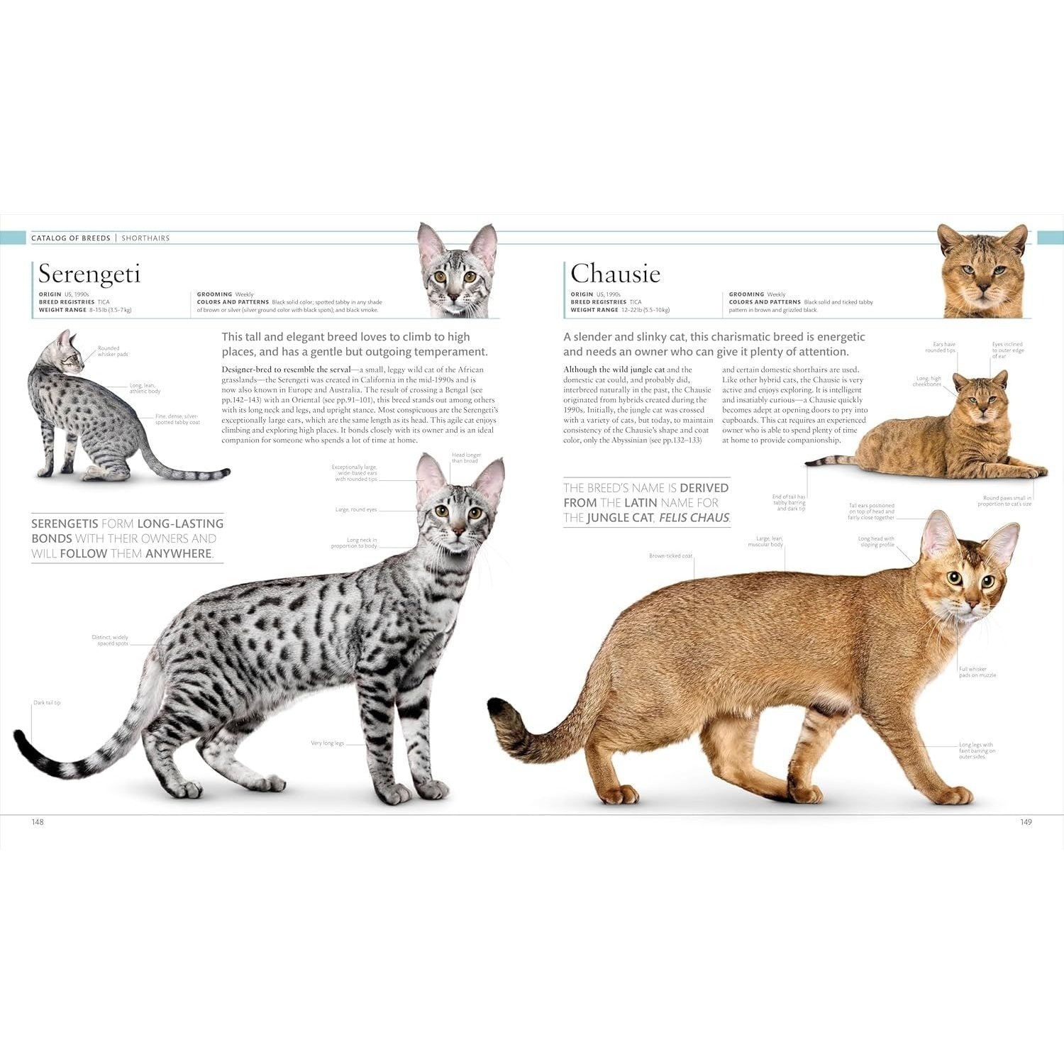 The Cat Encyclopedia: The Definitive Visual Guide (DK Pet Encyclopedias) (Spiral Bound)