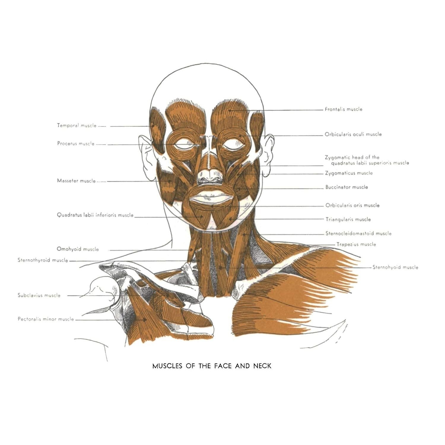 An Atlas of Anatomy for Artists: 189 Plates: Enlarged Revised Edition with 85 New Plates from Leonardo, Rubens, Michelangelo, Muybridge, Vesalius, Et Al.