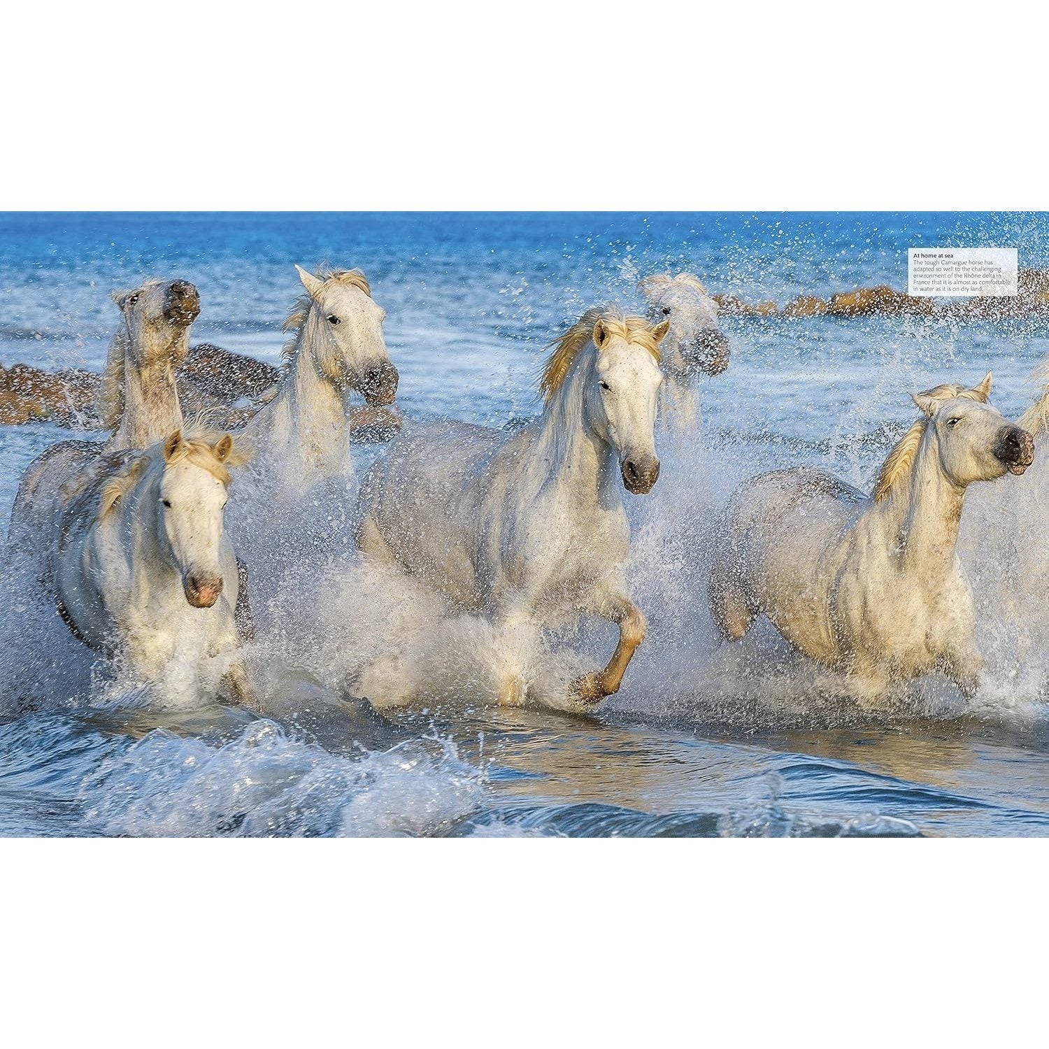 The Horse Encyclopedia (DK Pet Encyclopedias)