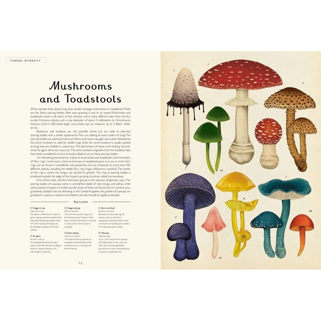Fungarium: Welcome to the Museum (Welcome to the Museum) (Spiral Bound)
