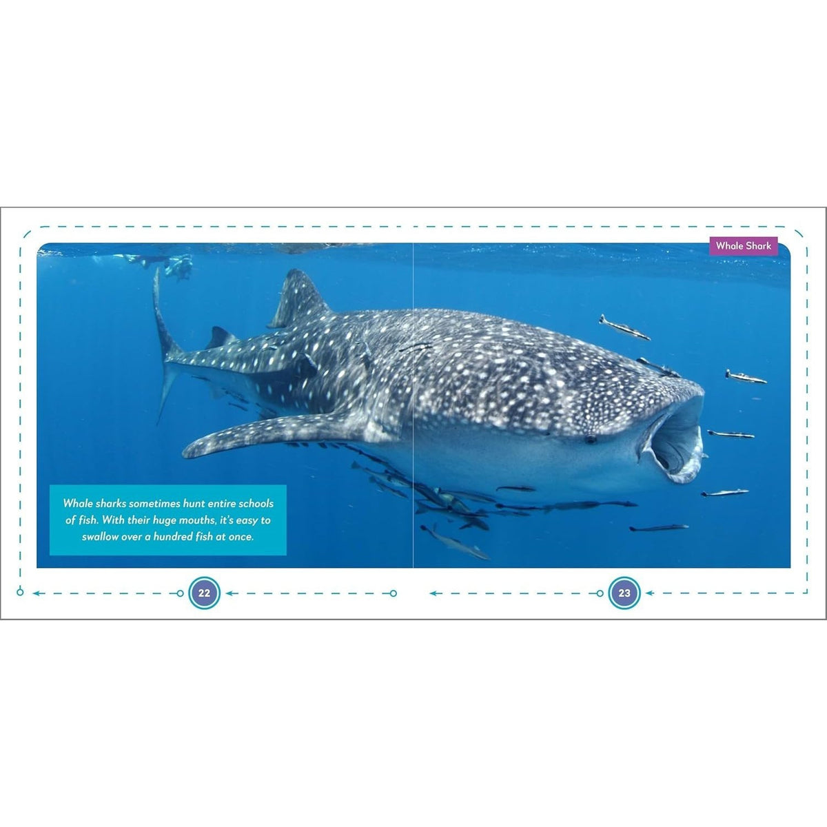 My First Book of Sharks: All about the Largest Fish in the Sea for Kids