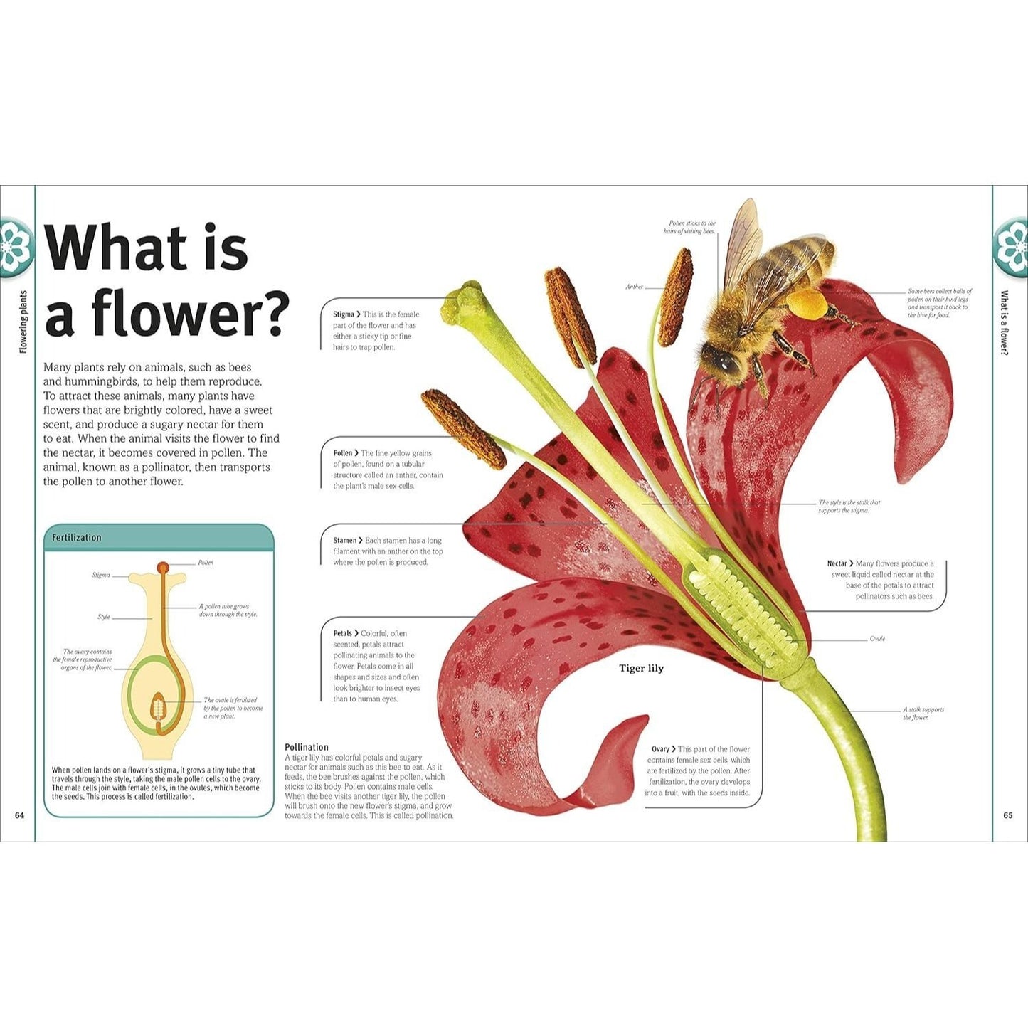 Trees, Leaves, Flowers and Seeds: A Visual Encyclopedia of the Plant Kingdom (DK Our World in Pictures) (Spiral Bound)