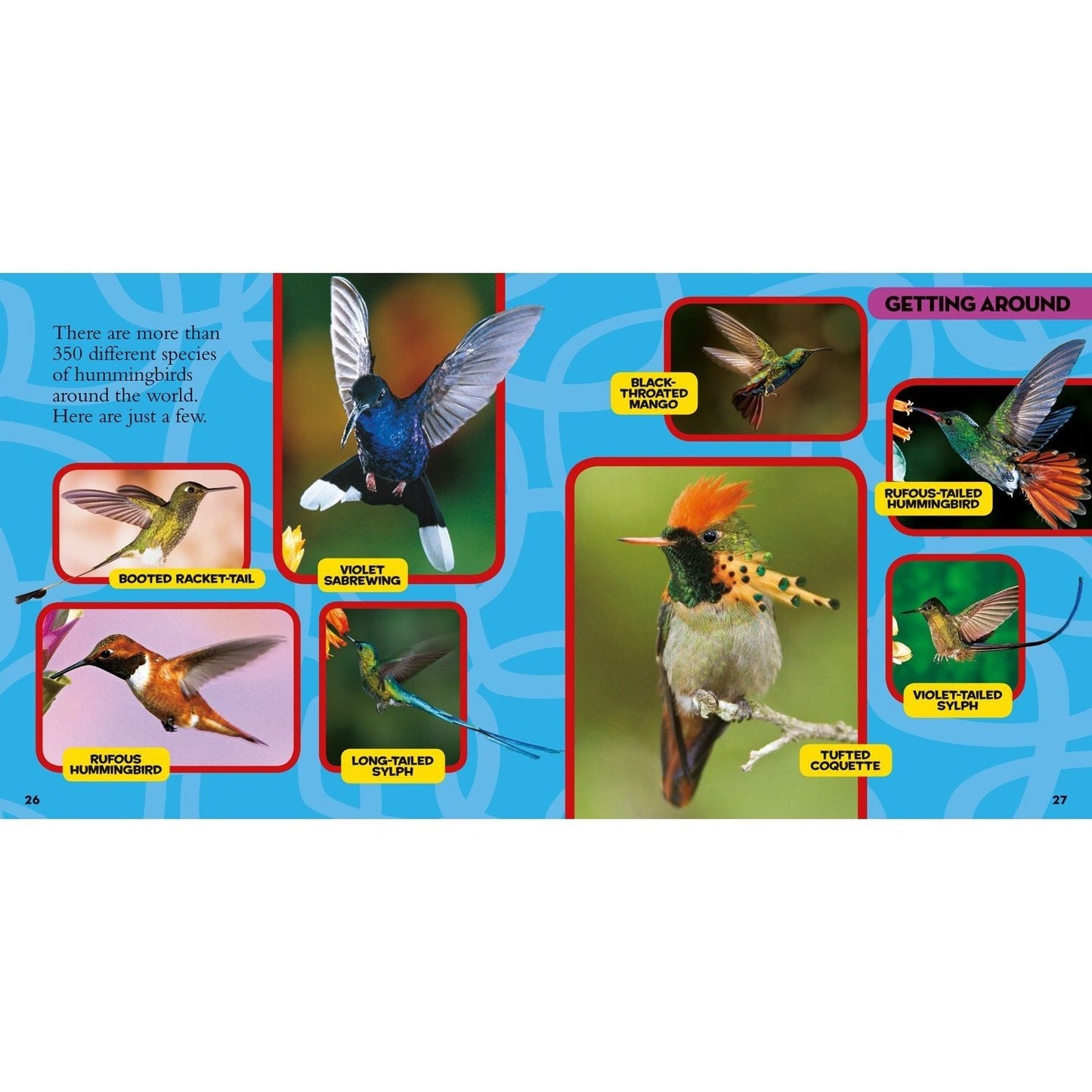 National Geographic Little Kids First Big Book of Birds (National Geographic Little Kids First Big Books) (Spiral Bound)