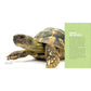 Reptiles for Kids: A Junior Scientist's Guide to Lizards, Amphibians, and Cold-Blooded Creatures